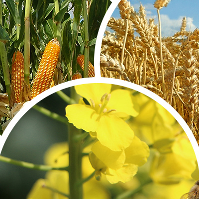 Co można zrobić, aby zmniejszyć ryzyko uprawy kukurydzy na wypadek suszy?